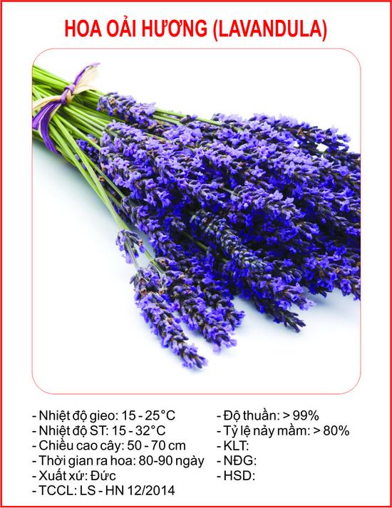 [Lấy mã giảm thêm 30%] Hạt giống Oải hương (Lavander) (100 hạt)