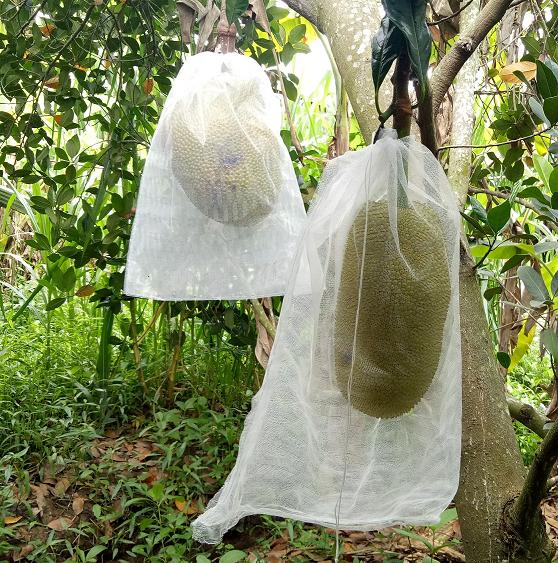 Bao mít 50x70cm vải mùng 100 cái