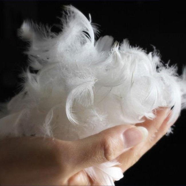 [HCM]Gối lông ngỗng feather Pillow MASON & DOYLE