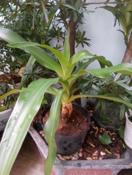 Cây Náng hoa trắng