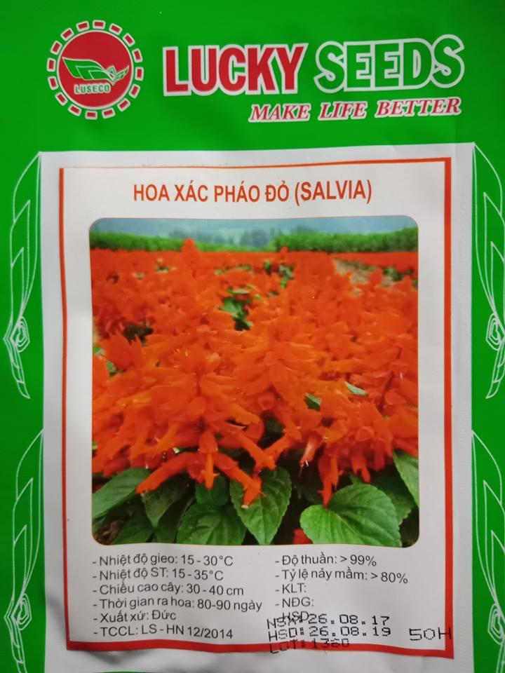 Hạt giống hoa xác pháo đỏ - 50 hạt