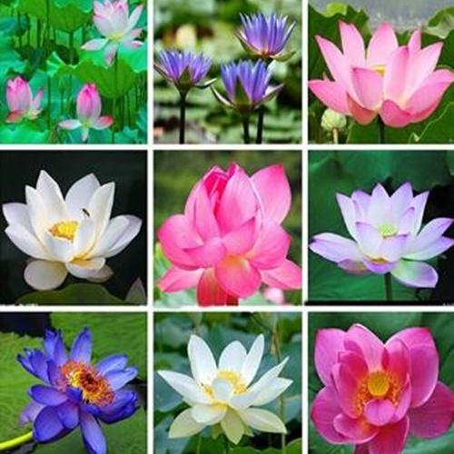 Hạt Giống Sen Mini Nhật Loại Dễ Trồng. Túi 5 Hạt
