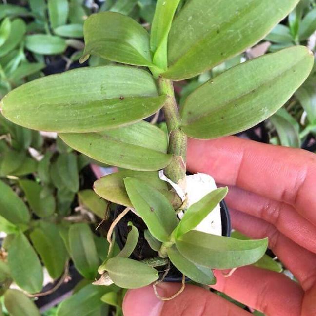 Phi điệp lai trầm hồng long