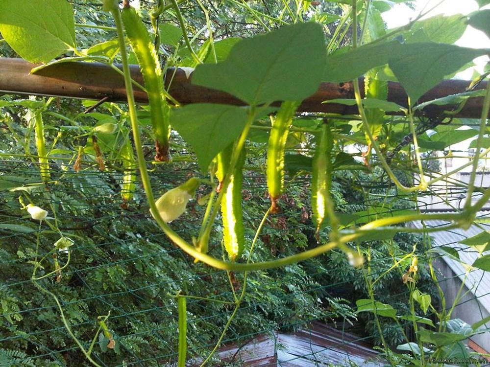 Hạt giống đậu rồng (đậu khế) - 5 gr