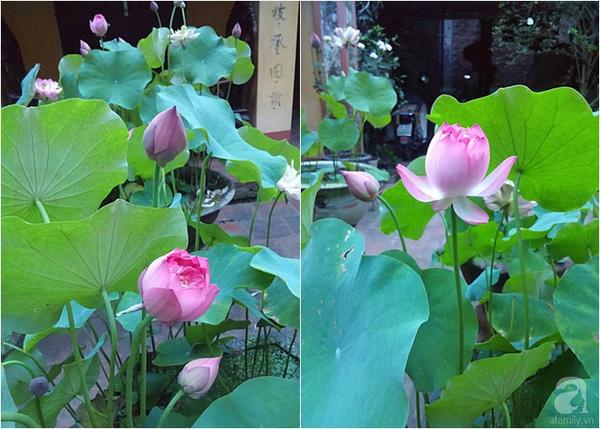 [Lấy mã giảm thêm 30%] Hạt giống Sen Ta ~10 hạt (kèm hướng dẫn)