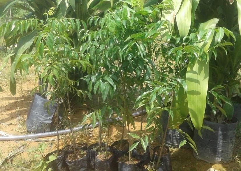 Cây mắc mật giống