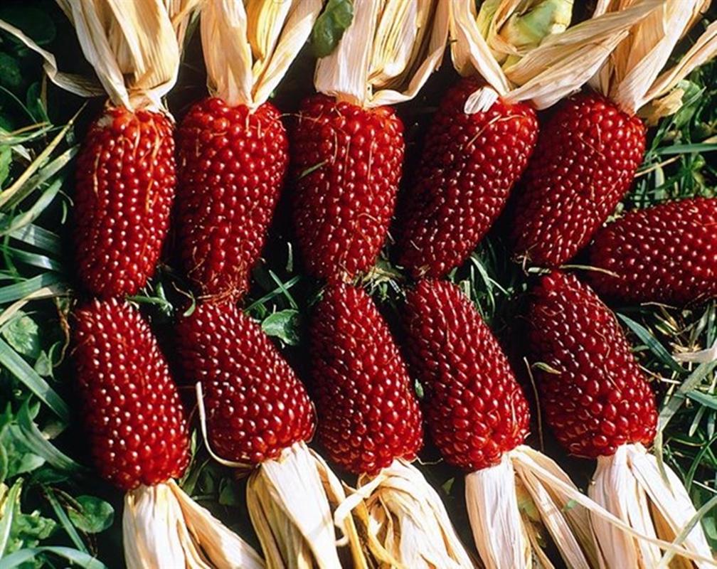 Hạt giống Bắp trái dâu