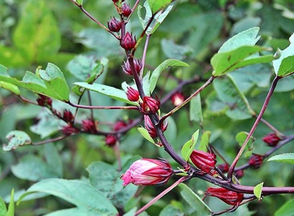 Hạt giống hoa atiso đỏ