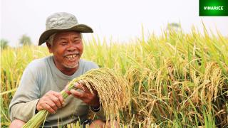 Gạo đặc sản kampot 5kg - gieo trồng tại vùng biên giơi tây ninh - ảnh sản phẩm 9