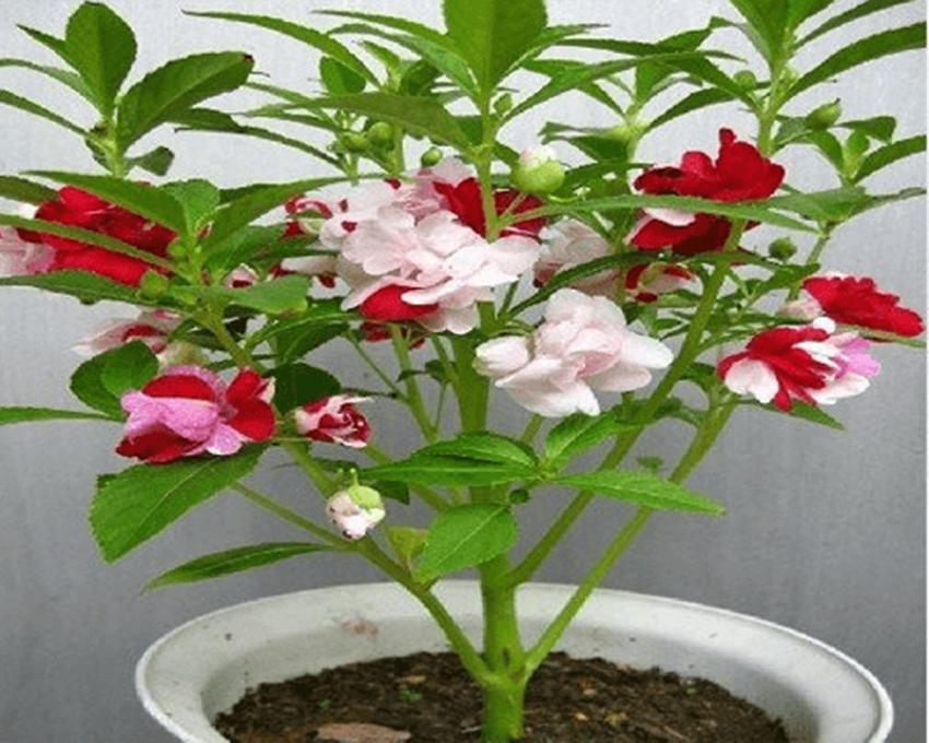 Hạt giống hoa móng tay kép Mix