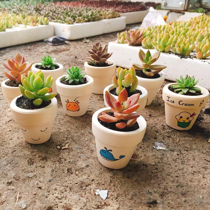 Combo 10 chậu sen đá mini cute