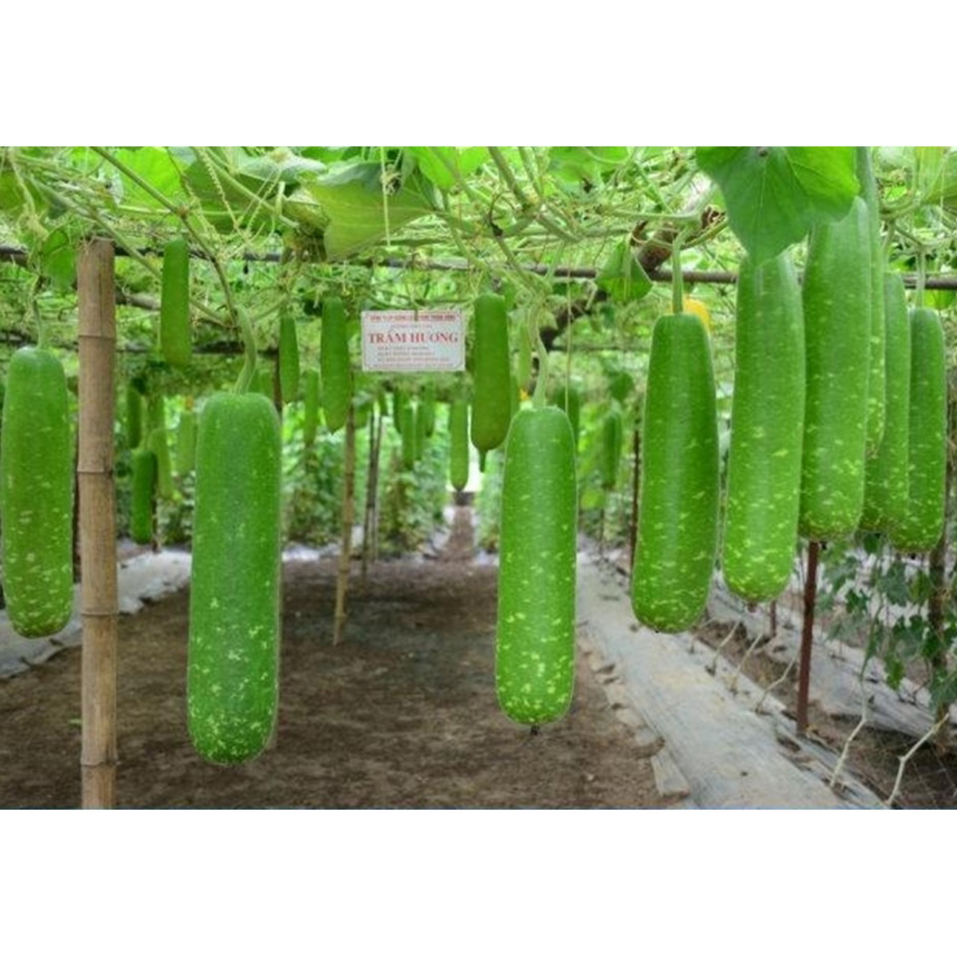 Hạt giống BẦU SAO F1