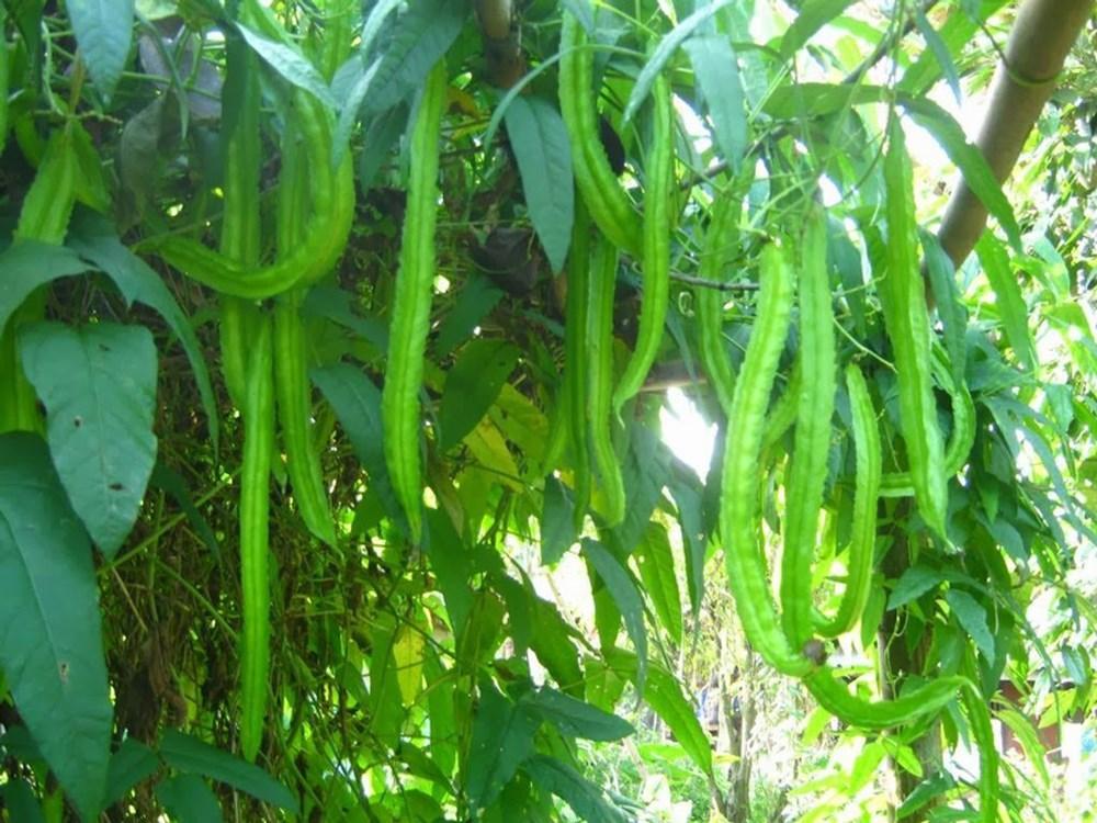 Hạt giống đậu rồng (đậu khế) - 5 gr