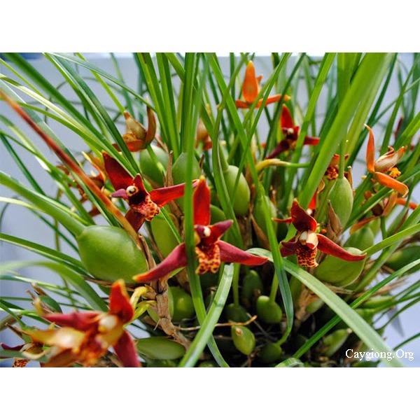 Phân bón chuyên dùng cho lan Grow More Orchid 30-10-10 (567g) nhập khẩu Mỹ