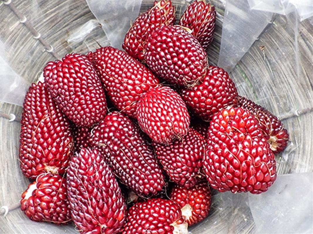 Hạt giống Bắp trái dâu