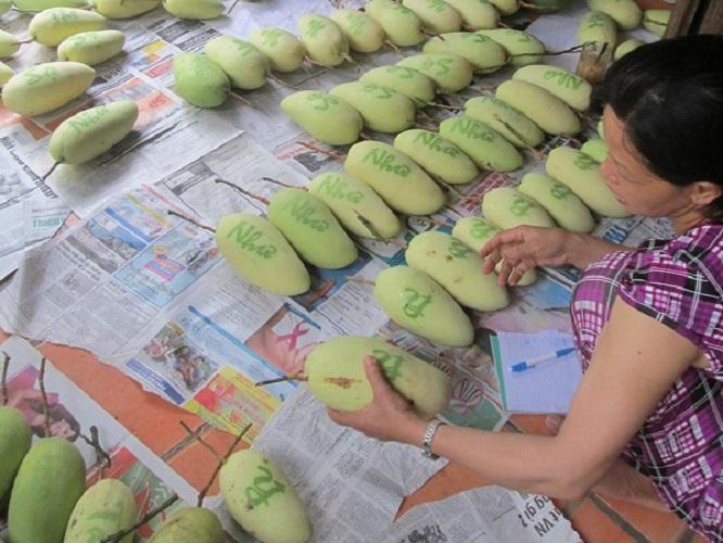 Túi in chữ thư pháp lên Xoài 5 cái