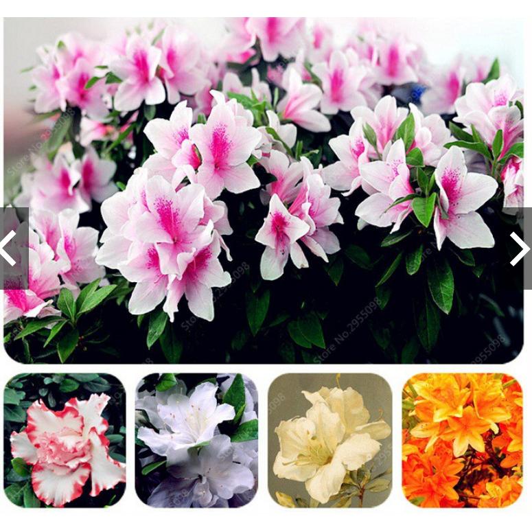 [HCM]Hạt Giống Hoa Đỗ Quyên Mix (Geranium) Đức - KLT 10 hạt