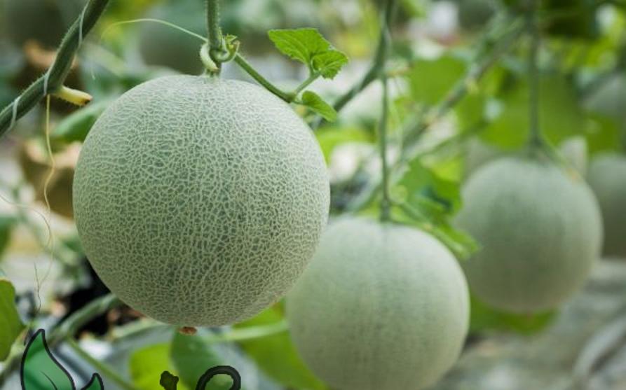 Hạt cay dưa lưới ruột cam Thái Lan - khoảng 20 hạt - Melon