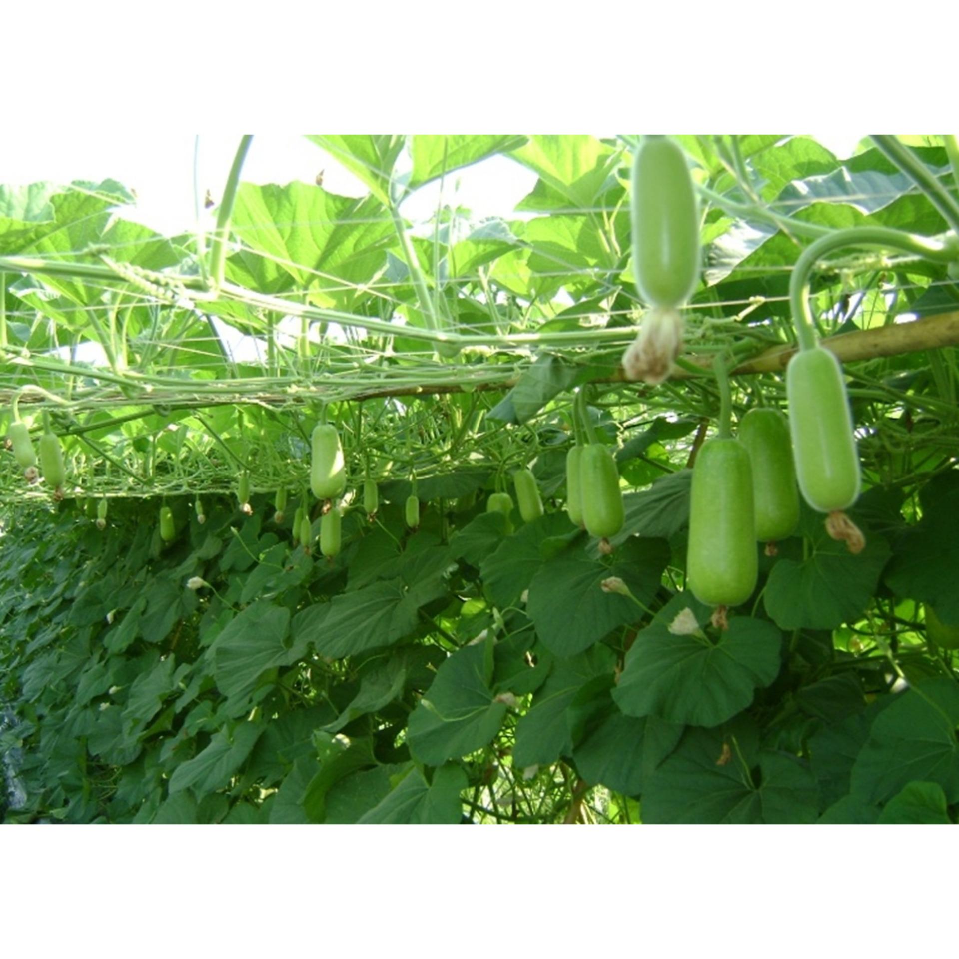 Hạt giống BẦU SAO F1