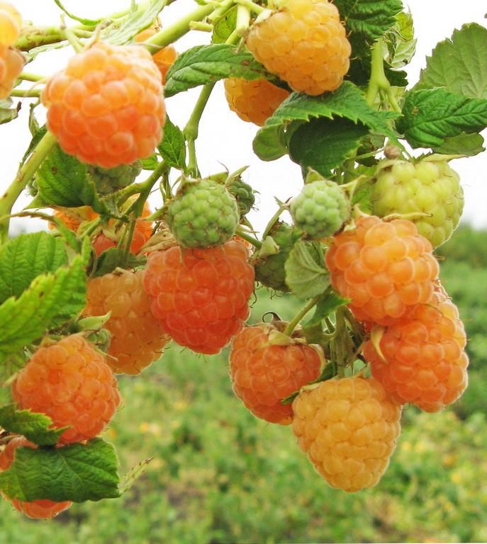 Hạt giống mâm xôi vàng - gói 30 hạt