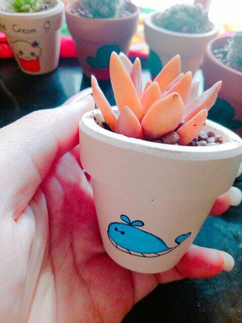 Combo 10 chậu sen đá mini cute