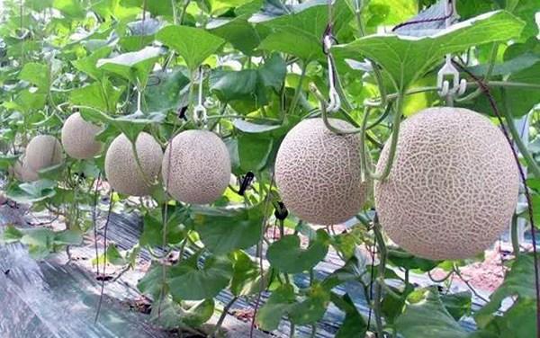 [HCM]Hạt giống dưa lưới PN F1- PhuNongSeeds