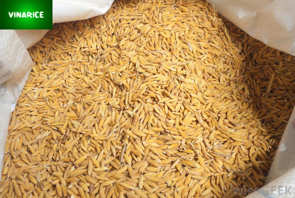 [HCM]Lúa Khô (Thóc Vàng) 4kg