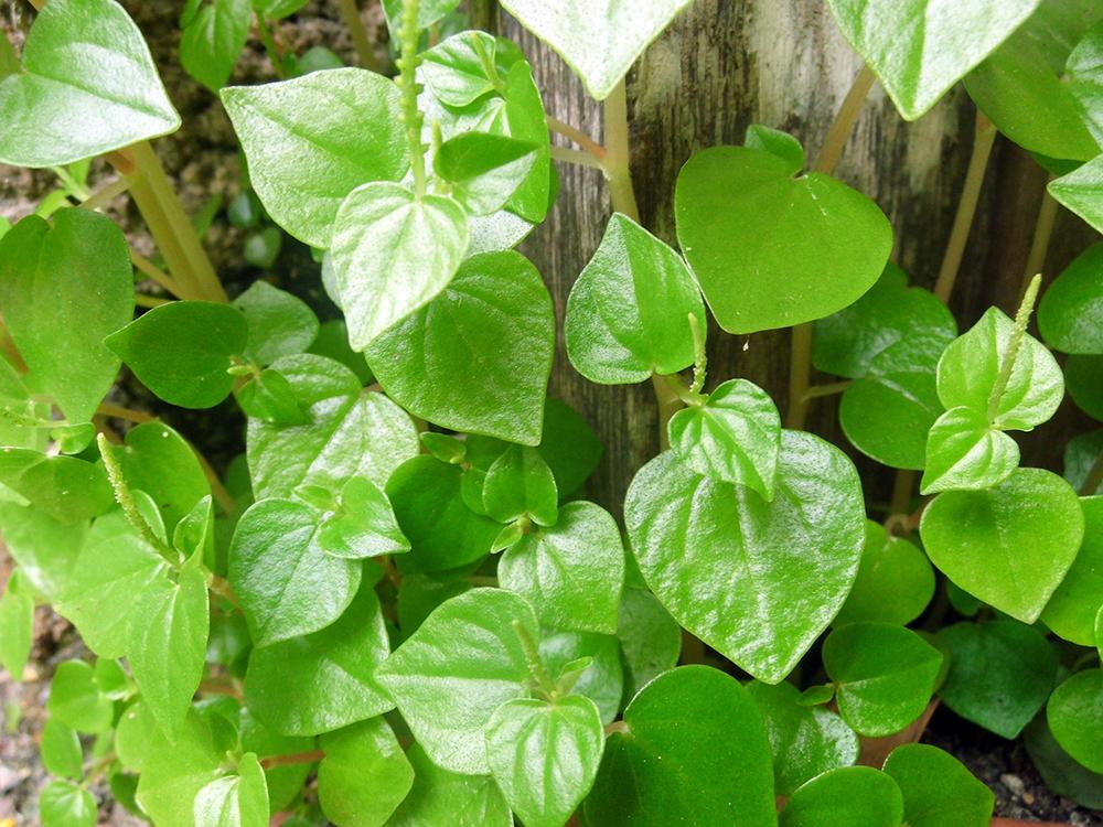 Hạt giống Rau Càng cua (0.5g)