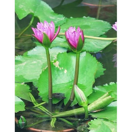Hạt giống Hoa Sung Thái Mini  nhiều màu   RaDo-847
