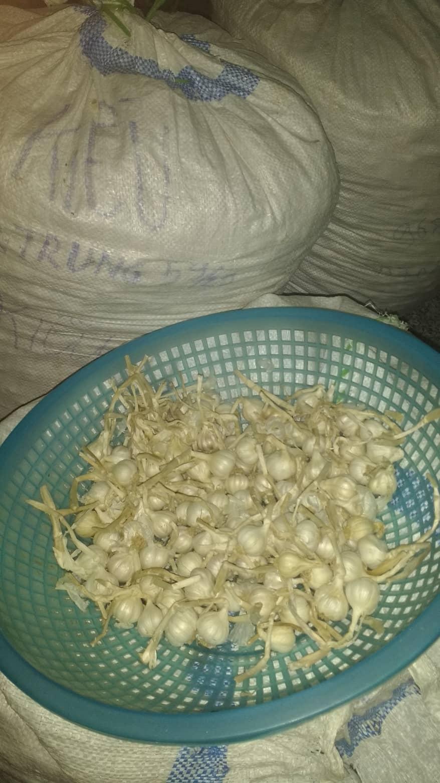 Tỏi Lý Sơn Nhiều Tép