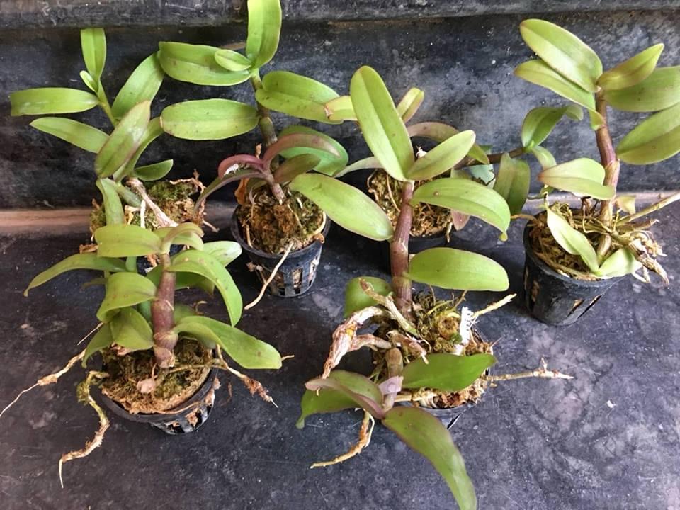 Lan Pháp Lai Trầm Cây giống