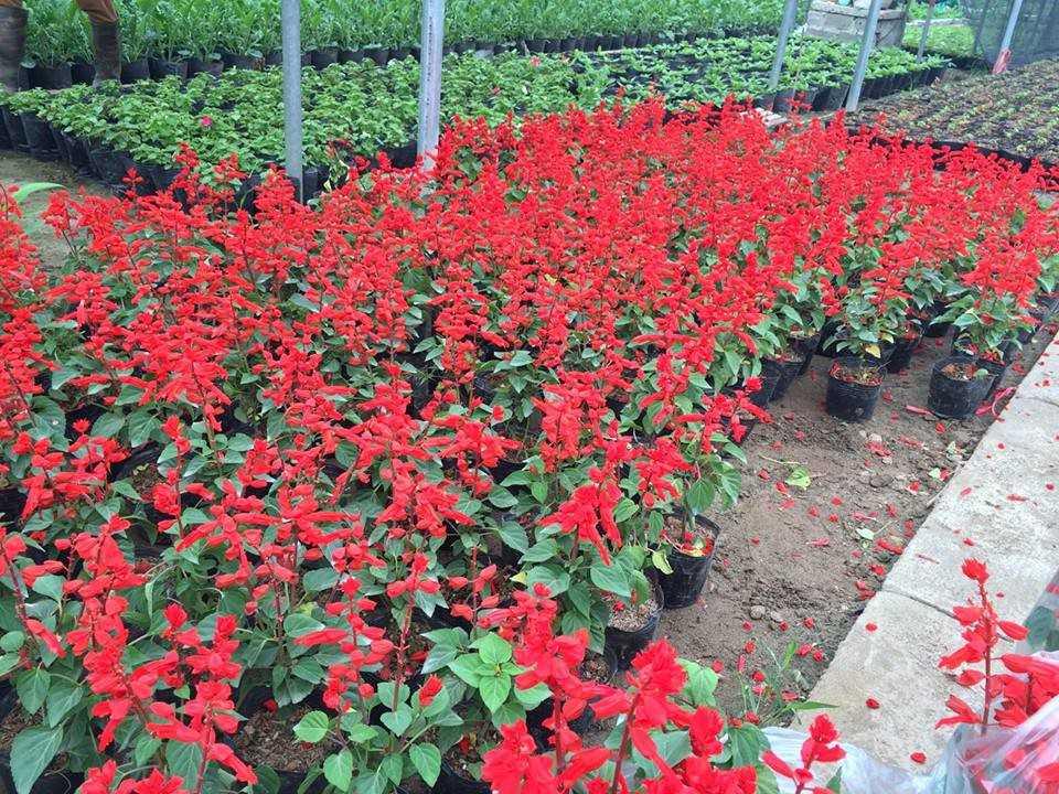 Hạt giống hoa xác pháo đỏ - 50 hạt