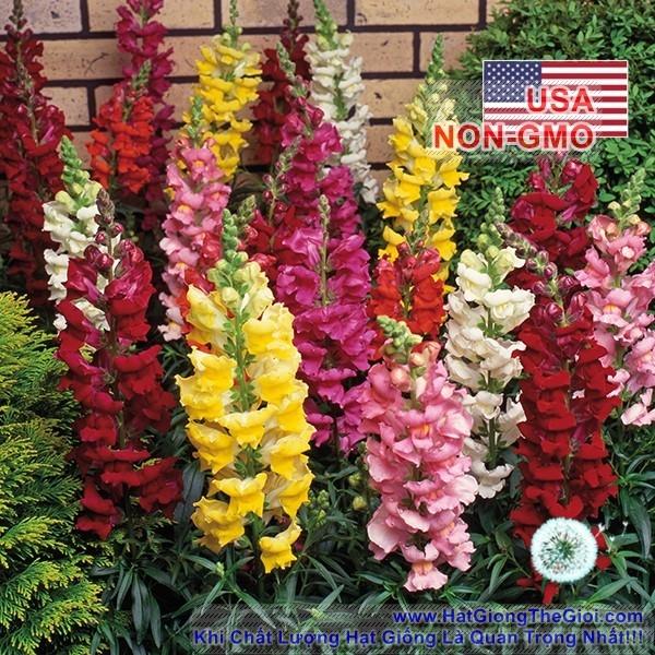 100h Hạt Giống Hoa Mõm Sói Mix Màu (C4.102| -KD: B19*V12*M234)
