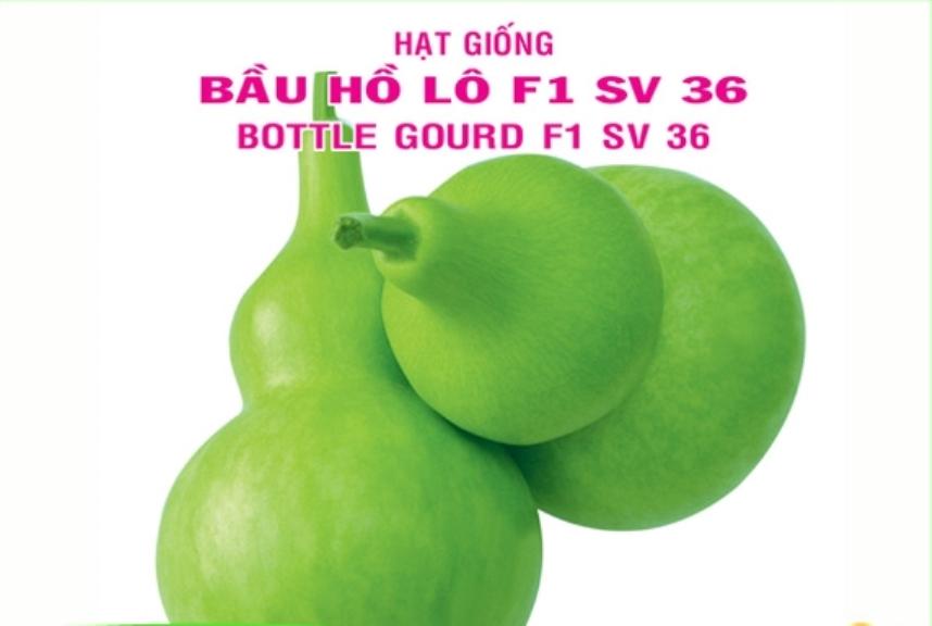 Hạt cây bầu hồ lô Thái Lan- gói 15 hạt