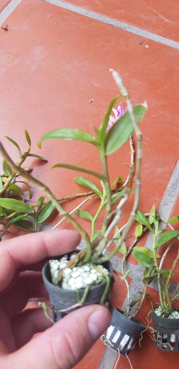 Phi điệp tím nhân kie nhiều vùng miền