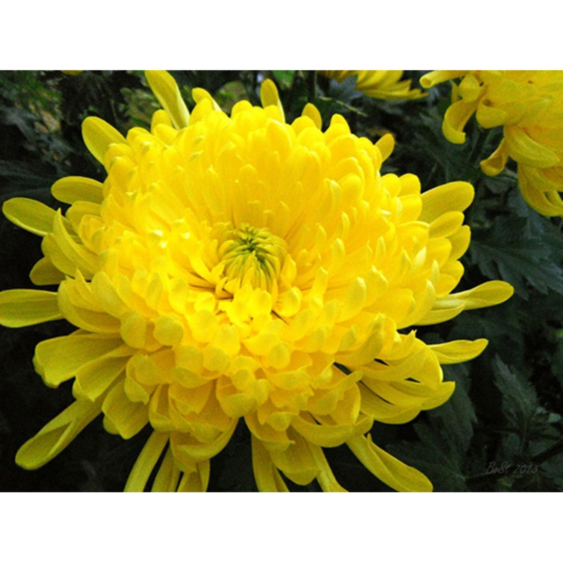 Hạt giống hoa Cúc Đại Đóa Vàng