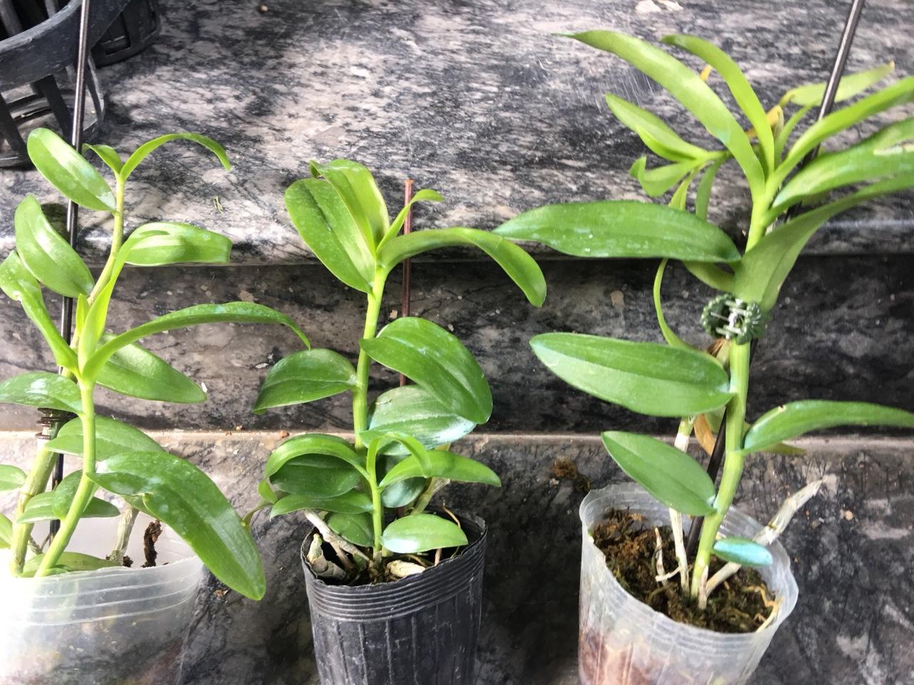 Châu Như Cây năm 2 giống
