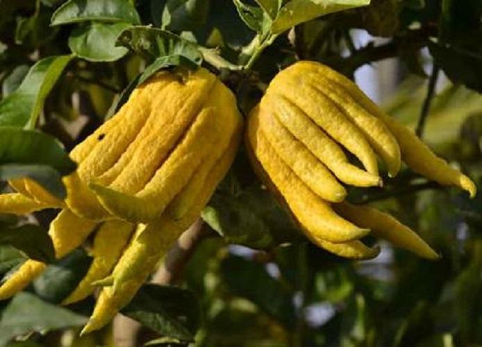 Cốc đựng quả phật thủ ban thờ, sứ Bát Tràng