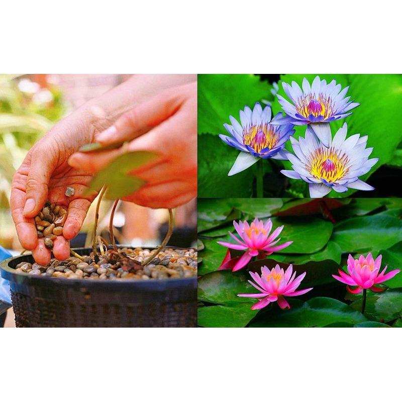 Hạt giống Hoa Sung Thái Mini  nhiều màu   RaDo-847