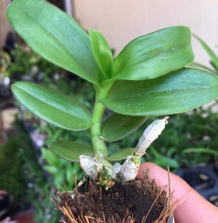 Phi điệp lai trầm hồng long