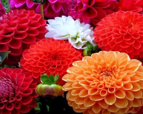 hạt giống hoa thược dược f1