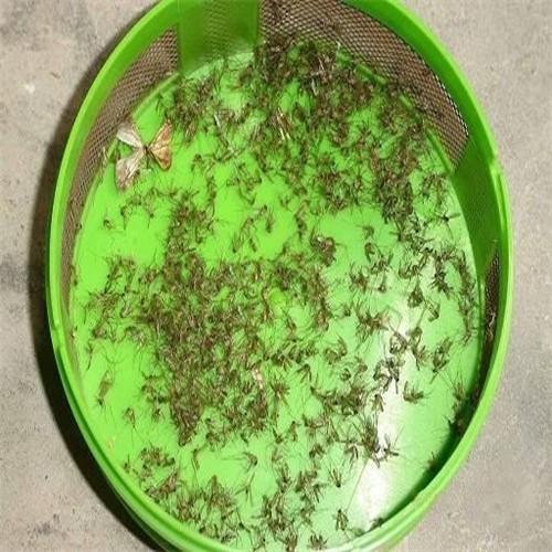 Thuốc diệt muỗi MAP PERMETHRIN 50EC - 100ml (Hockley - Anh Quốc)