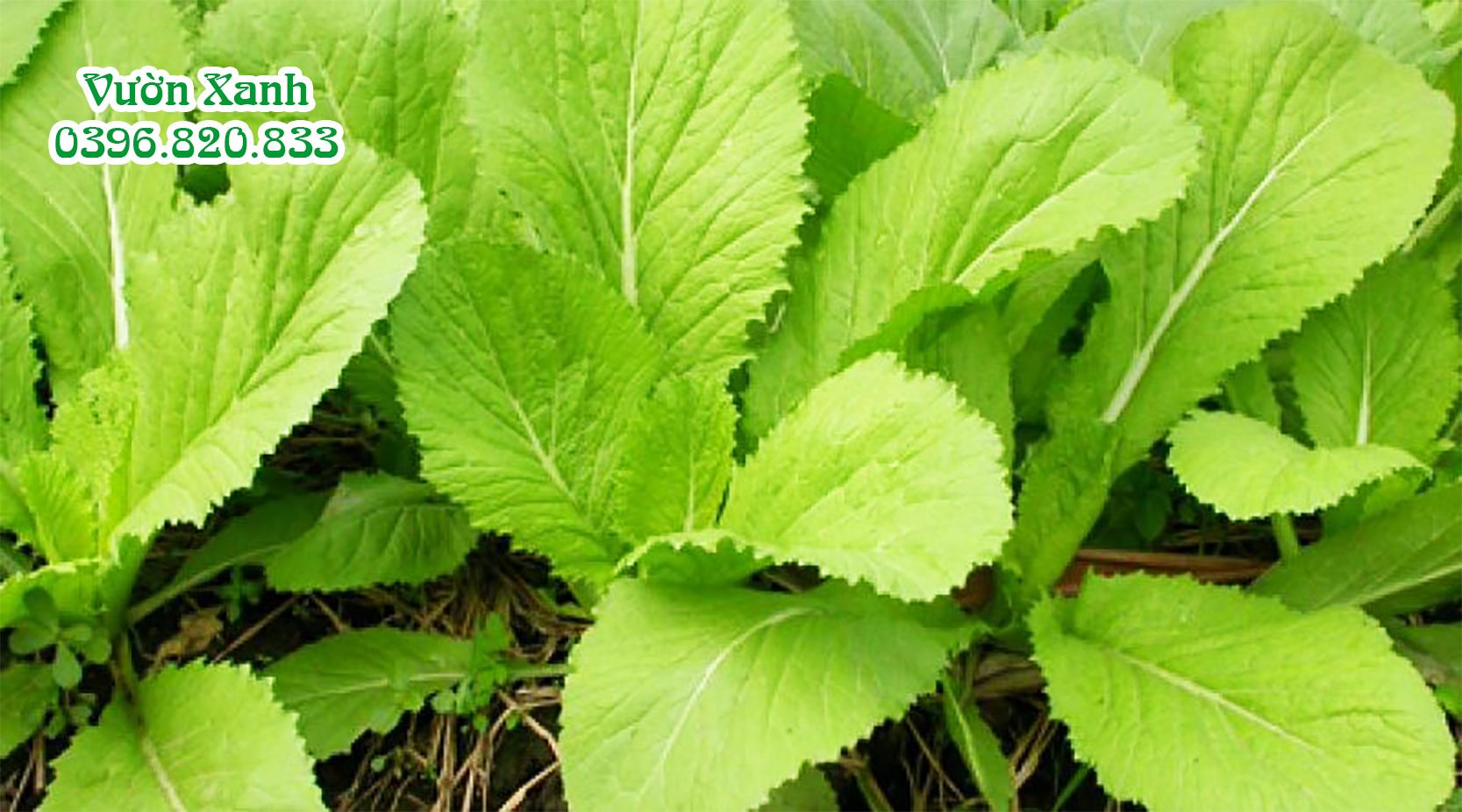 Hạt giống Cải bẹ Đông Dư ( cải bẹ dưa) 20gr