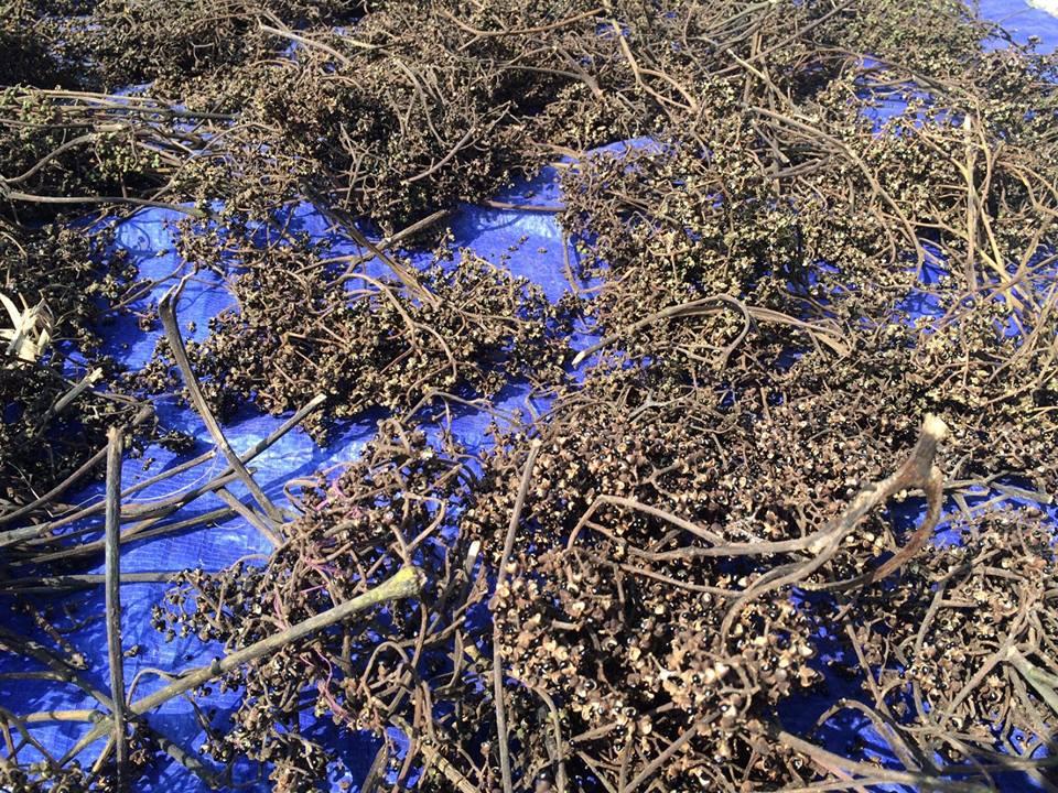 Mắc khén rừng Tây Bắc 500g khô