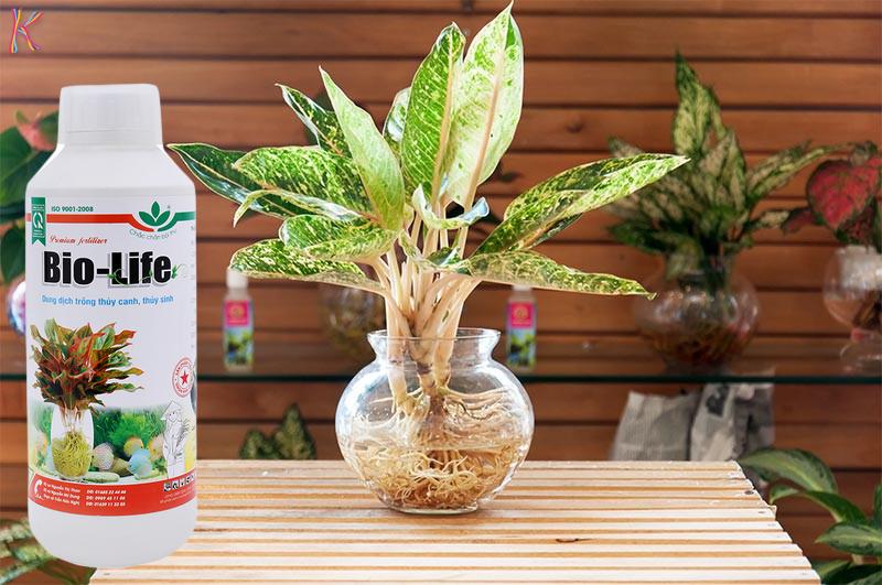 Dung dịch thủy canh Bio-life 1L