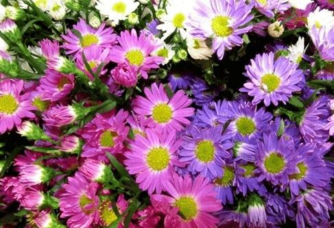 Hạt giống hoa Thạch thảo CAO mix màu