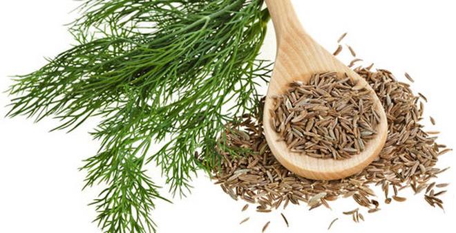 Hạt Giống Rau Thì Là Dễ Trồng