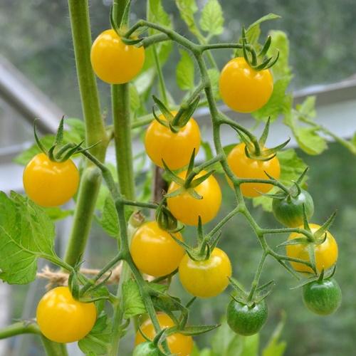 Hạt Giống Cà Chua Bi Vàng Loại Dễ Trồng. Túi 30 Hạt