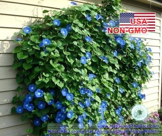 50h Hạt Giống Dây Leo Hoa Bìm Bìm Xanh Lavender (C2.201| -KD: B35*V52*M022)