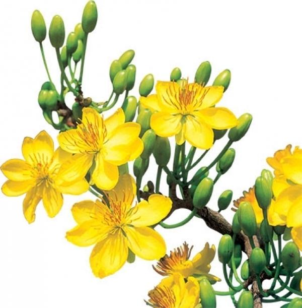 phân hữu cơ vi sinh Bình Điền chứa nấm đối kháng Trichoderda (gói 1kg)